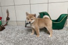 Prod�m �t��ata Shiba Inu