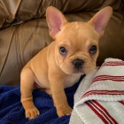 Pred�m �teniatka franc�zskeho buldo�ka s rodokme�om