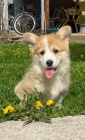 Pembroke Welsh Corgi �t��ata