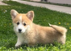 Pembroke Welsh Corgi �t��ata