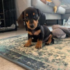 Prod�m hladkosrst� �t��ata velikosti kr�l�ka jezev��ka