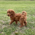 �t��ata Cockapoo na prodej