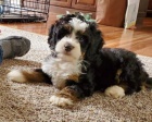 Prod�m mini �t��ata Bernedoodle.