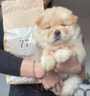 MINI �au �au �t��ata na prodej.