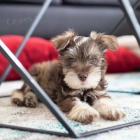 Prod�m ZDRAV�, O�KOVAN� a od�erven� mini �t��ata mal�ch kn�ra�� a mal�ch kn�ra��.