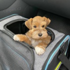 Prod�m ZDRAV�, O�KOVAN� a od�erven� mini �t��ata mal�ch kn�ra�� a mal�ch kn�ra��.