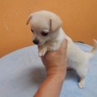 Prod�m MINI �t��ata �ivavy