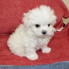 Prod�m O�KOVAN� miniaturn� �t��ata malt�z�k�.