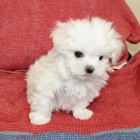 Prod�m O�KOVAN� miniaturn� �t��ata malt�z�k�.