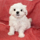 Prod�m O�KOVAN� miniaturn� �t��ata malt�z�k�.