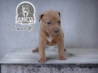 Americk� pitbulteri�r �t��ata