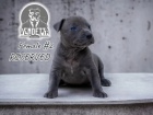 Americk� pitbulteri�r �t��ata