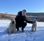 Kr�sn� �t��ata Wheatn� k prodeji