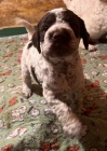 Lagotto romagnolo �t��ata