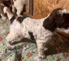 Lagotto romagnolo �t��ata