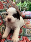 Lagotto romagnolo �t��ata