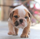 �t��ata anglick�ho buldo�ka