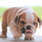 �t��ata anglick�ho buldo�ka