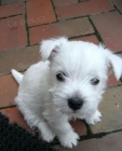 West Highland White Terriers