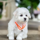 �t��ata bi�onka.