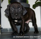 Tosa inu- �t���tka s PP