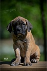 Cane Corso �t��ata