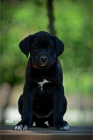 Cane Corso �t��ata