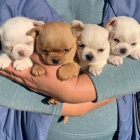 MINI �t��ata �ivavy