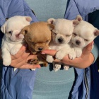 MINI �t��ata �ivavy