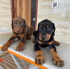 �T��ATA DOBERMANA