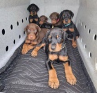 �T��ATA DOBERMANA