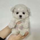 Malt�zsk� �t��ata k adopci