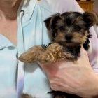 O�KOVAN� A OD�ERVOVAN� �T���TKO YORKIPOO