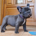 Prod�m �t��ata francouzsk�ho buldo�ka.