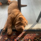 Shar-pei o�kovan� �t��ata na prodej.