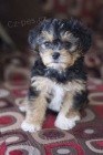 O�KOVAN� A OD�ERVOVAN� �T���TKO YORKIPOO