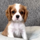 Prod�m �t��ata Cavalier King Charles