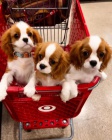 Zdrav� �t��ata Cavalier King Charles k adopci