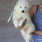 Prod�m �t��ata samojeda.