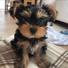 Prod�m �t��ata jork��rsk�ho teri�ra