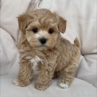 Prod�m �t��ata Cavoodle
