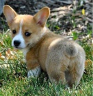 Prod�m �t�n� Welsh Corgi Pembroke