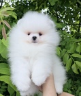Pomeranian BOO �t��ata