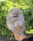 Pomeranian BOO �t��ata