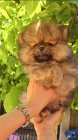 Pomeranian BOO �t��ata