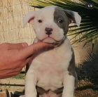 �t��ata staford��rsk�ho bulteri�ra