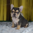 �t��ata francouzsk�ho buldo�ka.