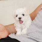 �t��ata malt�z�k�.