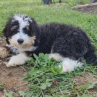 mini �t��ata Bernedoodle.
