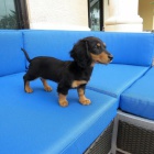 Prod�m dlouhosrst� �t��ata jezev��ka MINI.